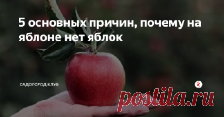 5 основных причин, почему на яблоне нет яблок Яблони в первую очередь ценятся за сочные и румяные яблоки, которые они производят, поэтому садовод начинает беспокоиться, если яблоня не цветет или цветет, но не плодоносит. Это может быть связано со многими факторами: от возраста дерева и его здоровья до недостаточного опыления, которое может повлиять на цветение и, соответственно, на количество плодов.
