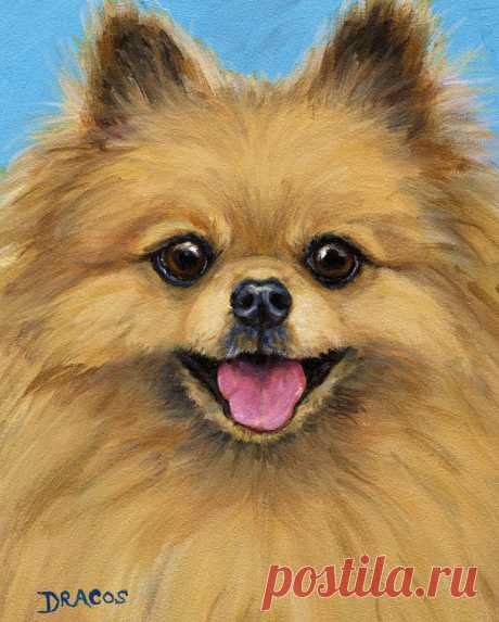 Pomeranian Smiling by Dottie Dracos Pomeranian Smiling Painting by Dottie Dracos
