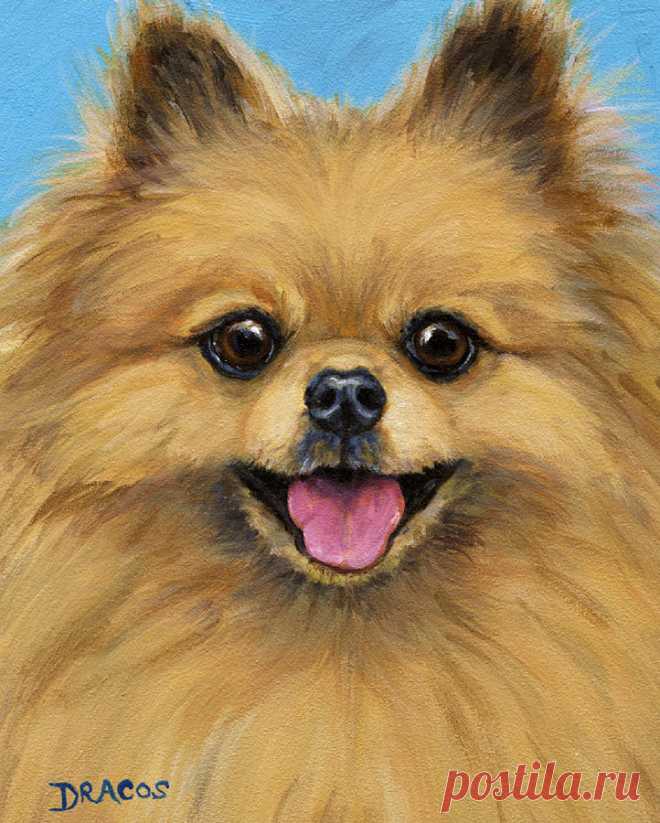 Pomeranian Smiling by Dottie Dracos Pomeranian Smiling Painting by Dottie Dracos