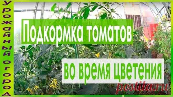 ПОДКОРМКИ ТОМАТОВ ВО ВРЕМЯ ЦВЕТЕНИЯ!