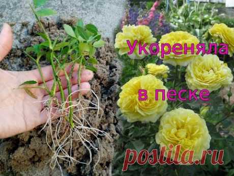 Черенки роз отлично укореняются в песке.