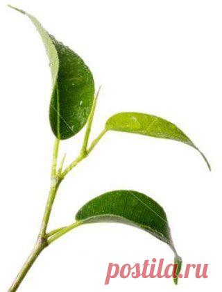 Нашатырный спирт - удобрение и защита