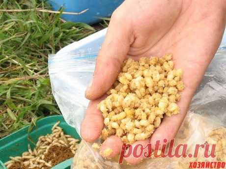 Мой секрет приготовления убойной перловки для рыбалки 
 Добрый день, рыбаки-любители. Хочу поделиться своим суперрецептом убойной перловки для рыбалки.

Для суперприкормки понадобятся:

стакан перловой крупы;
три стакана воды;
стакан клубничного сиропа;
…