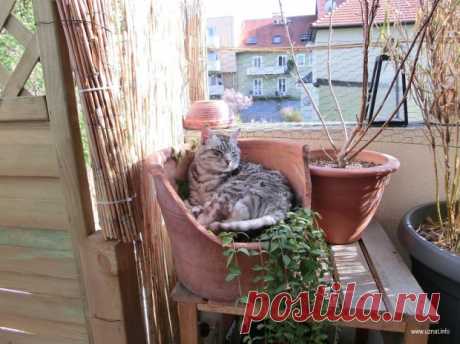 Найди потерянного кота Педро