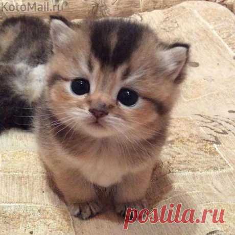 Маленький красавчик