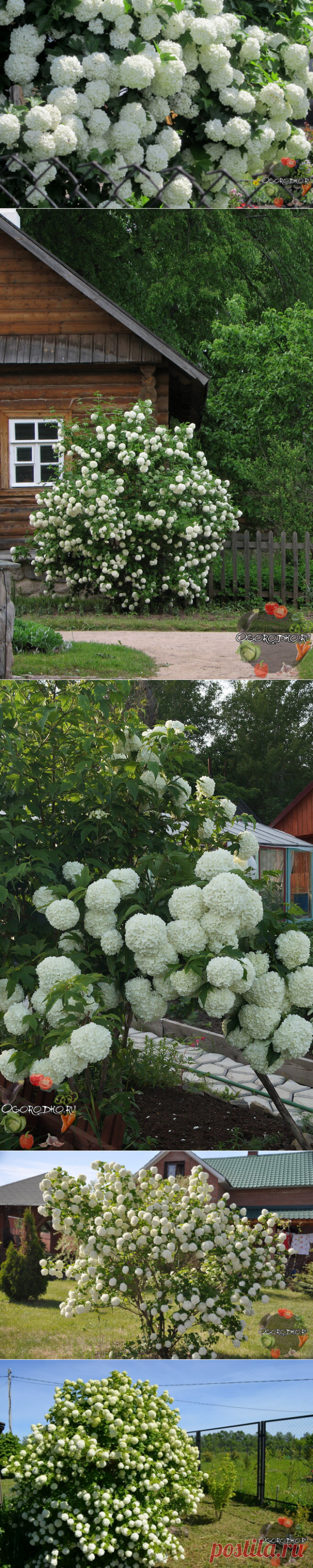 Калина Бульденеж – посадка и уход, фото, сорта, размножение, обрезка + фото
