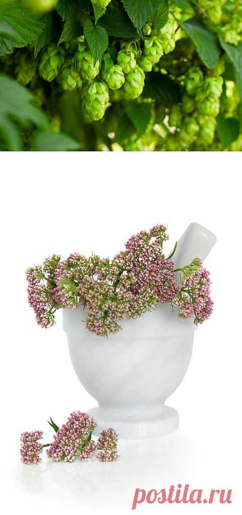 Полезные растения против стресса | superdom