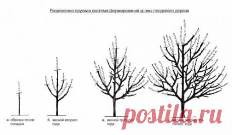 Теория и практика обрезки плодовых деревьев | Мой сад, огород. Копилка дачного опыта.