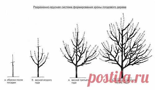 Теория и практика обрезки плодовых деревьев | Мой сад, огород. Копилка дачного опыта.
