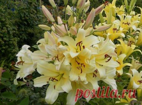 Древовидная лилия: особенности, посадка и уход, Сатисфекшн и другие сорта, отзывы о лилейных деревьях, выращивание, видео