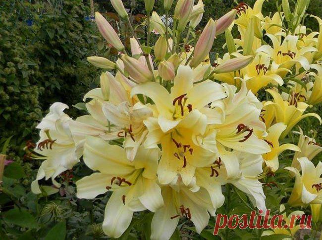 Древовидная лилия: особенности, посадка и уход, Сатисфекшн и другие сорта, отзывы о лилейных деревьях, выращивание, видео