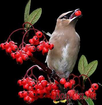 Плодоножки лечат, чудо, яд, лекарство.