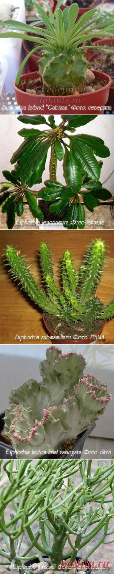 Молочай Euphorbia - Комнатные растения и цветы