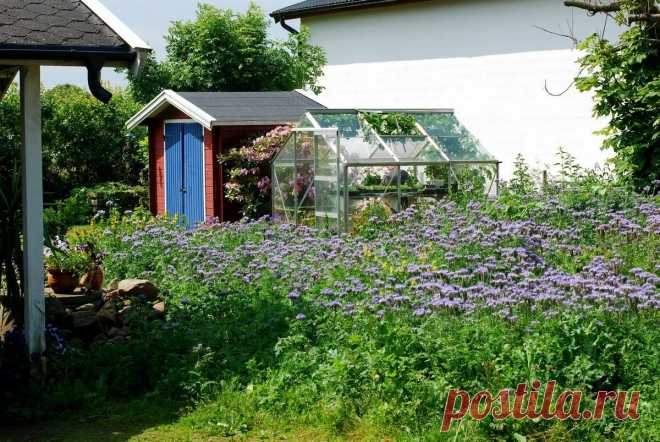 Лучший сидерат для восстановления почвы после огурцов. Земля становится как пух. Находка для маленьких участков | 6 соток