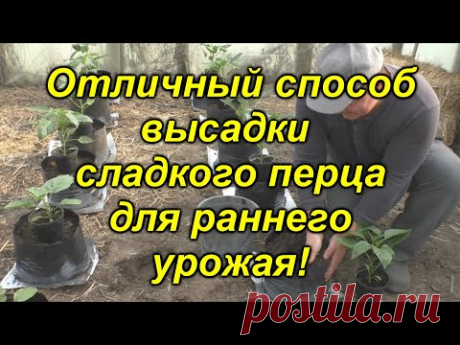 "Хитрый" способ посадки сладкого перца! Вы ещё ТАК не пробовали?!(проверено!!!)
