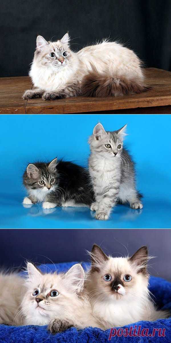 Сибирская кошка, облик сибирской кошки, размер, вес масса, окрасы, сибирские колор-пойнты, стандарт, генофонд, породы кошек, кошки, фотография сибирская кошка