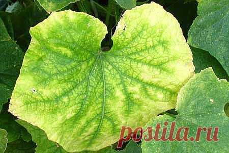 (1) Одноклассники