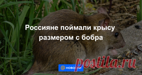 Россияне из поселка Эммаус в Тверской области поймали в своем доме крысу-гиганта размером с бобра. Об этом сообщает ГТРК Тверь.