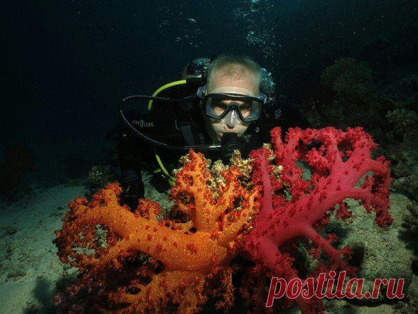 Коралловые деревца. Мягкие кораллы.