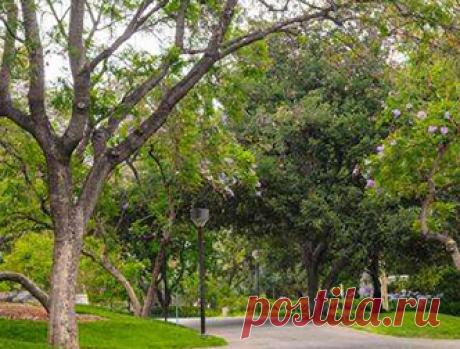 Инженеры научили компьютер различать породы деревьев на картах Google - Технологии : Наука / infox.ru