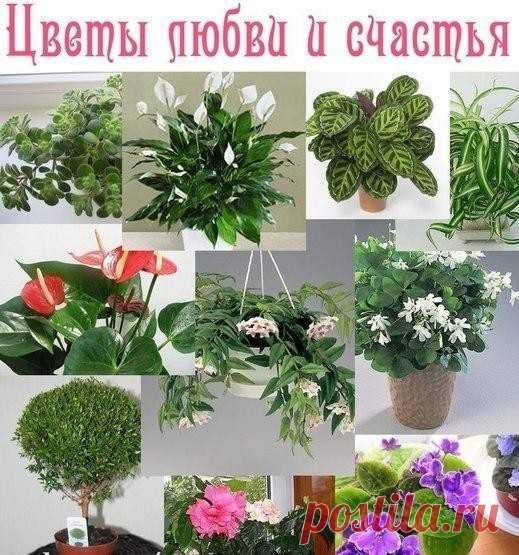 10 растений, которые принесут в Ваш дом любовь.
(сохраните себе!)

1. Спатифиллум (известен еще как “Женское счастье”). Принеся это растение в дом, одинокие люди обязательно найдут свою вторую половинку. У молодых семейных пар, которые думают о ребенке, скоро появится пополнение. “Женское счастье” всегда приносит в дом взаимопонимание и любовь.

2. Фиалка. В доме, где растет этот цветок, меньше ссорятся. Также многие считают этот цветок символом вечной любви.

3. Гибискус ...