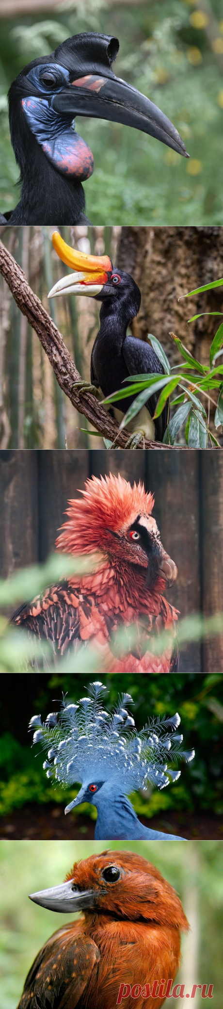Птицы словно с другой планеты — Наука и жизнь