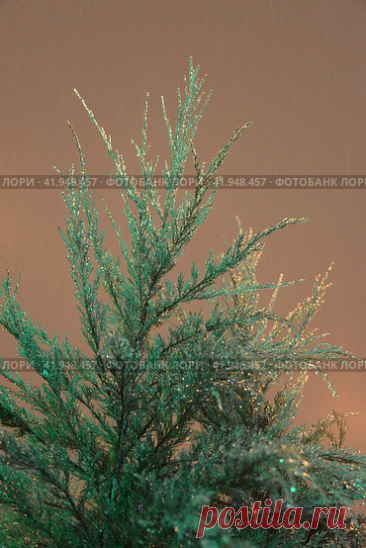 Close-Up of a Frozen Icy Tree Against Brown Evening Sky in Winter Стоковое фото, фотограф Ilaronsia / Фотобанк Лори