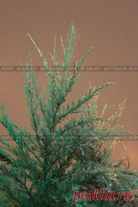 Close-Up of a Frozen Icy Tree Against Brown Evening Sky in Winter Стоковое фото, фотограф Ilaronsia / Фотобанк Лори