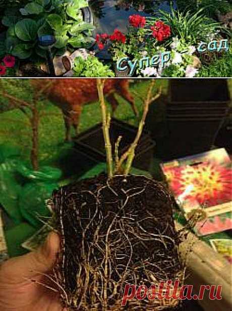Как правильно пересадить саженцы. | Супер сад
