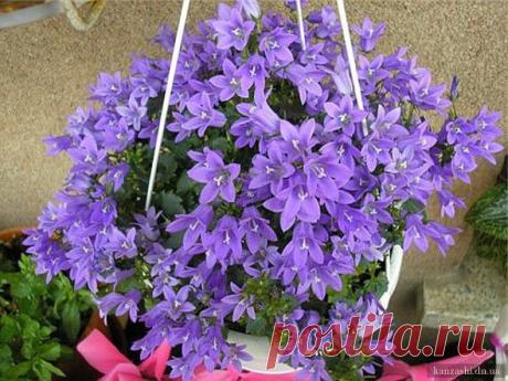 Комнатный цветок жених и невеста (компанула)