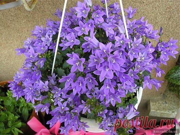 Комнатный цветок жених и невеста (компанула)