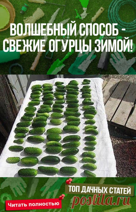 ВОЛШЕБНЫЙ СПОСОБ - СВЕЖИЕ ОГУРЦЫ ЗИМОЙ! #сад #огород #дача #растения