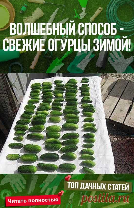 ВОЛШЕБНЫЙ СПОСОБ - СВЕЖИЕ ОГУРЦЫ ЗИМОЙ! #сад #огород #дача #растения