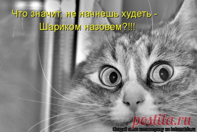 Котоматрицы великолепные, каждая с кусочком позитива!!!