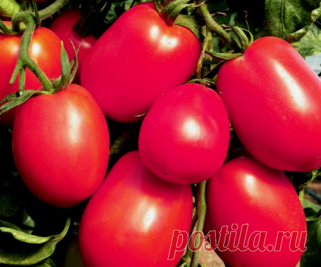 Достоинства сорта томата Де барао розовый