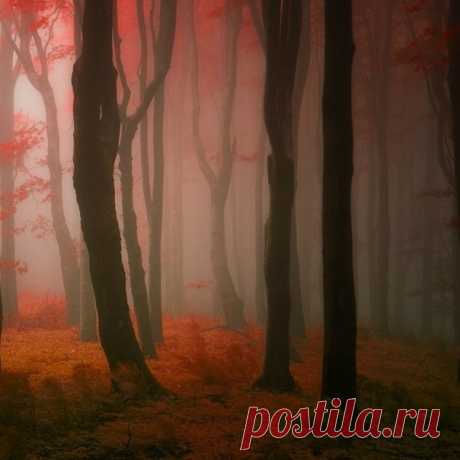 Сказочный лес - Путешествуем вместе