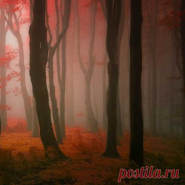 Сказочный лес - Путешествуем вместе