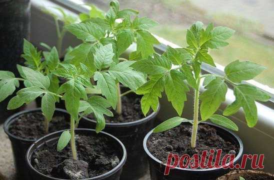 средство для рассады помидоров