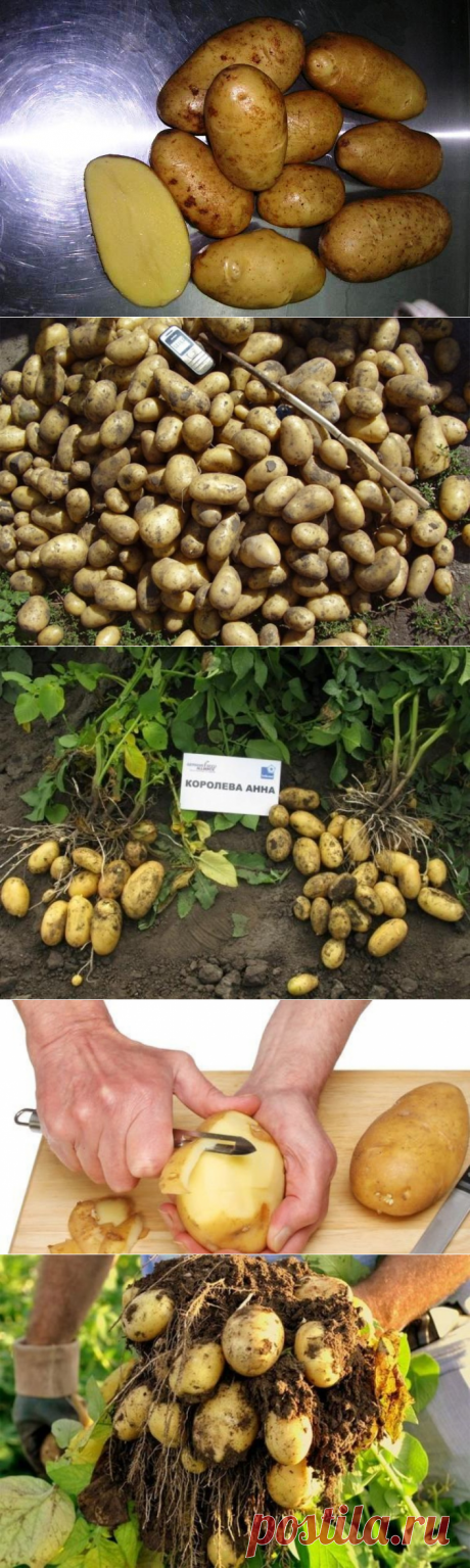 Картофель Королева Анна характеристики и описание сорта, отзывы с фото. Посадка, уход, урожайность, вкусовые качества