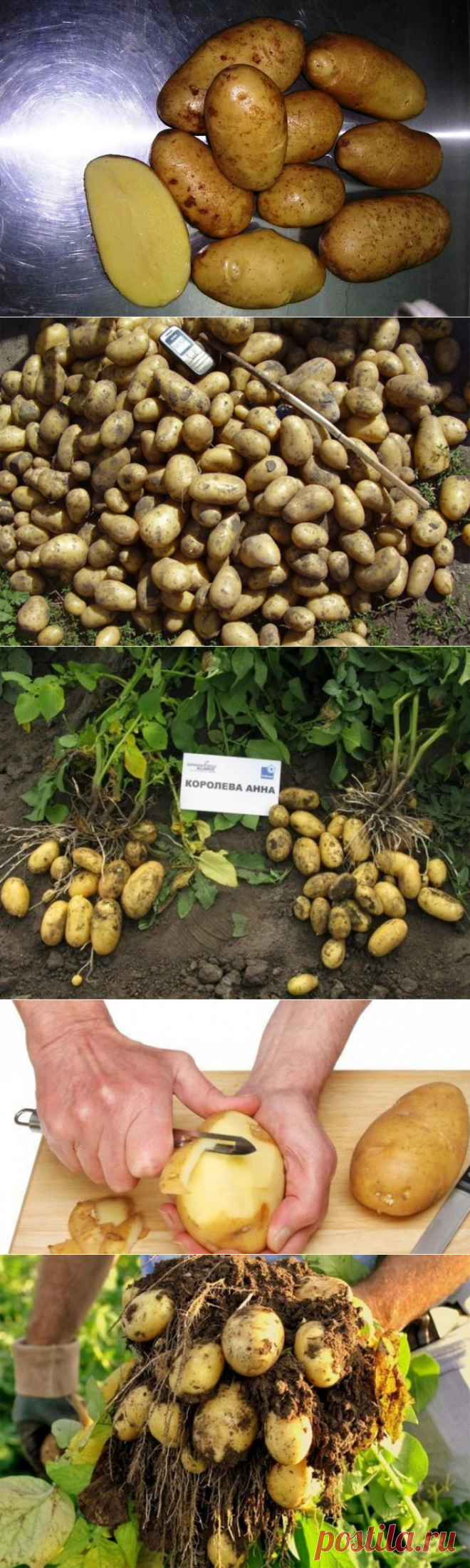 Картофель Королева Анна характеристики и описание сорта, отзывы с фото. Посадка, уход, урожайность, вкусовые качества