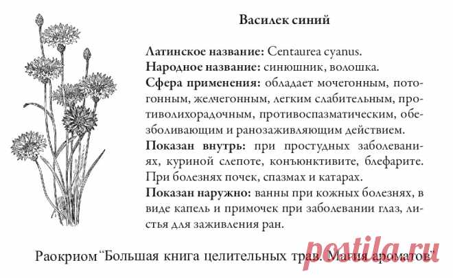 Василек синий