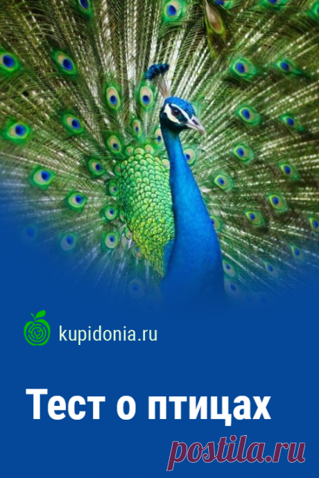 Тест о птицах. Интересный тест о птицах из серии «В мире животных». Пройди тест на сайте и проверь свои знания!