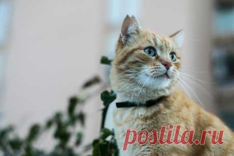 Максидин для кошек: инструкция по применению