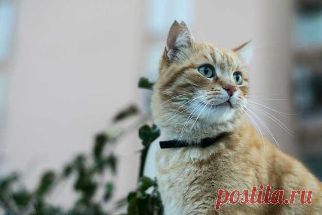 Максидин для кошек: инструкция по применению