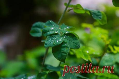 Почему мыльный раствор бесполезен против тли: и чем его заменить для мгновенного эффекта. Садоводы десятилетиями поливали растения мыльным раствором, надеясь избавиться от тли. Но практика показывает: этот способ почти не работает.