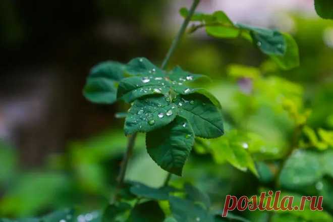 Как избавиться от тли без химии: метод с молоком и йодом, который сводит насекомых с ума. Каждый садовод знает, что тля способна уничтожить урожай быстрее, чем успеешь заметить первые скрученные листья.