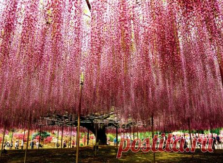 Япония. Цветение фудзи | ХОЧУ ВСЁ ЗНАТЬ