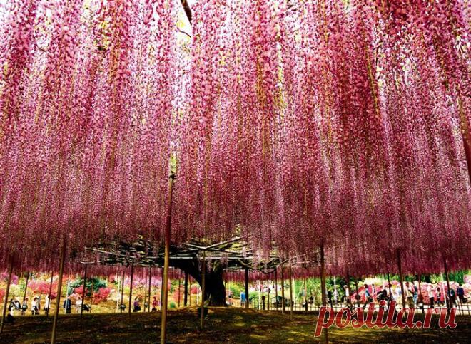 Япония. Цветение фудзи | ХОЧУ ВСЁ ЗНАТЬ