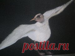Чайка.Пастель по наждачной бумаге.