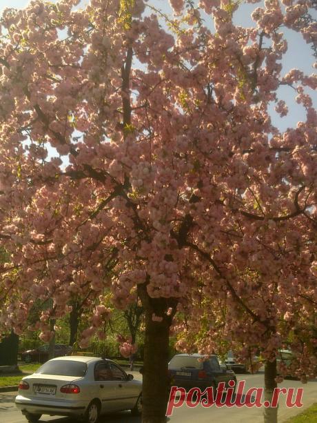 Почти как в Японии